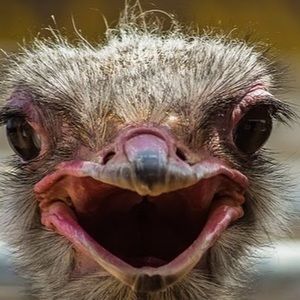 Meet your Posher, Rosalind